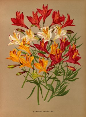 Alstroemeria Chilensis, Varr. Oil painting by Arentina Hendrica Arendsen