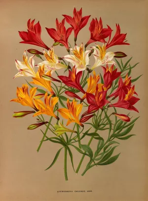 Alstroemeria Chilensis, Varr. by Arentina Hendrica Arendsen Oil Painting