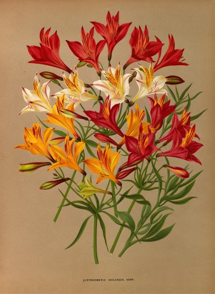 Alstroemeria Chilensis, Varr.  by Arentina Hendrica Arendsen - Hand-Painted Oil Painting Reproduction