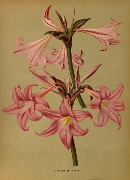 Amaryllis Belladonna  by Arentina Hendrica Arendsen - Hand-Painted Oil Painting Reproduction