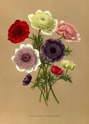 Anemone Coronaria Fl. Pl. by Arentina Hendrica Arendsen Oil Painting
