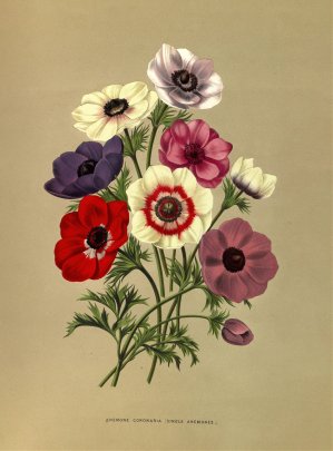 Anemone Coronaria by Arentina Hendrica Arendsen Oil Painting