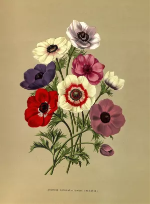 Anemone Coronaria by Arentina Hendrica Arendsen Oil Painting
