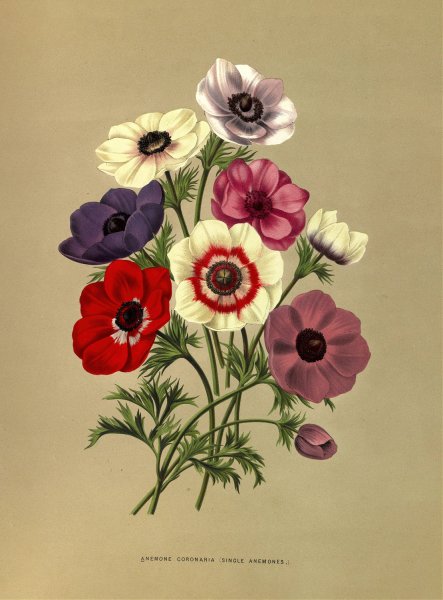 Anemone Coronaria  by Arentina Hendrica Arendsen - Hand-Painted Oil Painting Reproduction