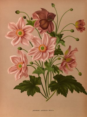 Anemone Japonica Rosea by Arentina Hendrica Arendsen Oil Painting