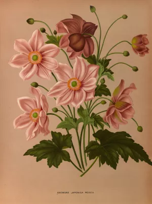 Anemone Japonica Rosea by Arentina Hendrica Arendsen Oil Painting