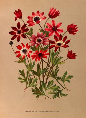 Anemone Stellata Varr by Arentina Hendrica Arendsen Oil Painting