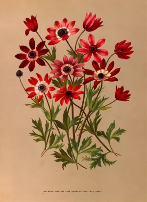 Anemone Stellata Varr by Arentina Hendrica Arendsen Oil Painting