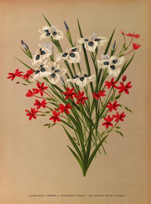 Anomatheca Cruenta . 2 Vieusseuxia Pavonia by Arentina Hendrica Arendsen Oil Painting