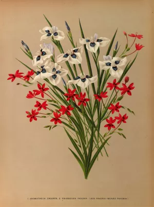 Anomatheca Cruenta . 2 Vieusseuxia Pavonia by Arentina Hendrica Arendsen Oil Painting