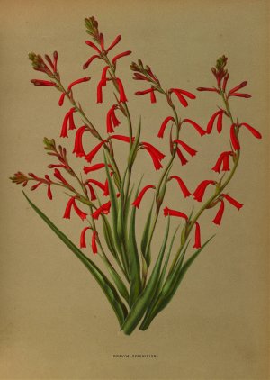 Bravoa Geminiflora by Arentina Hendrica Arendsen Oil Painting