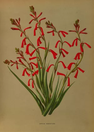 Bravoa Geminiflora Oil painting by Arentina Hendrica Arendsen