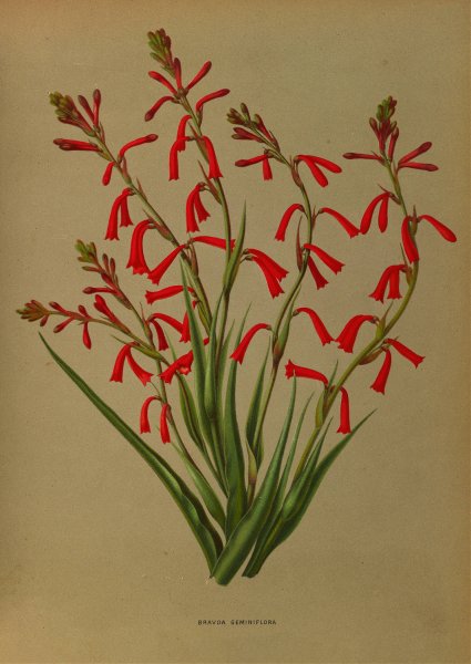 Bravoa Geminiflora  by Arentina Hendrica Arendsen - Hand-Painted Oil Painting Reproduction