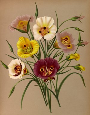Calochorti Spec . Div. by Arentina Hendrica Arendsen Oil Painting