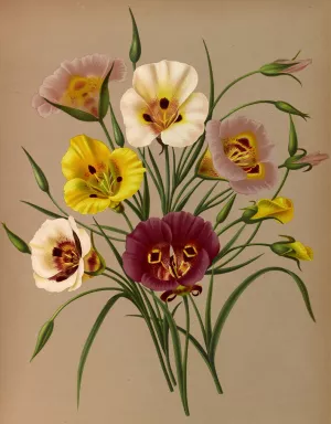 Calochorti Spec . Div. by Arentina Hendrica Arendsen Oil Painting