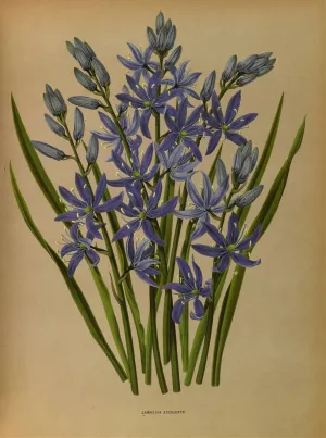 Camassia Esculenta. by Arentina Hendrica Arendsen Oil Painting