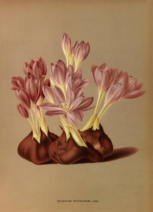 Colchicum Byzantinum, Varr. by Arentina Hendrica Arendsen Oil Painting