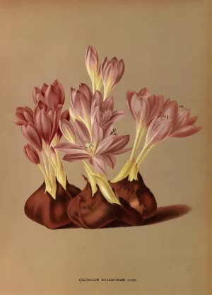Colchicum Byzantinum, Varr. by Arentina Hendrica Arendsen Oil Painting