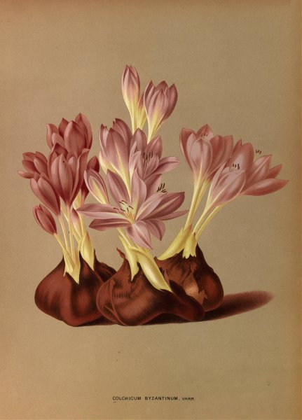 Colchicum Byzantinum, Varr.  by Arentina Hendrica Arendsen - Hand-Painted Oil Painting Reproduction