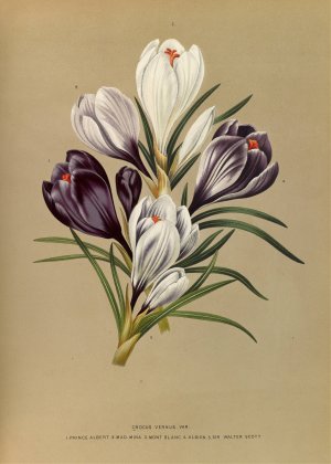 Crocus Vernus. Var. by Arentina Hendrica Arendsen Oil Painting
