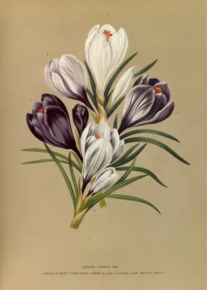 Crocus Vernus. Var. by Arentina Hendrica Arendsen Oil Painting