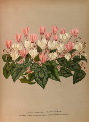Cyclamen Hederaefolium by Arentina Hendrica Arendsen Oil Painting