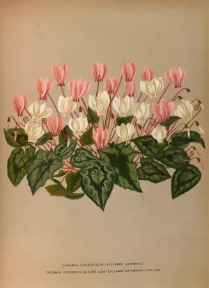 Cyclamen Hederaefolium by Arentina Hendrica Arendsen Oil Painting