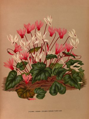 Cyclamen Vernum. Cyclamen Vernum Flore Albo by Arentina Hendrica Arendsen Oil Painting