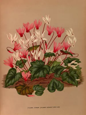 Cyclamen Vernum. Cyclamen Vernum Flore Albo by Arentina Hendrica Arendsen Oil Painting