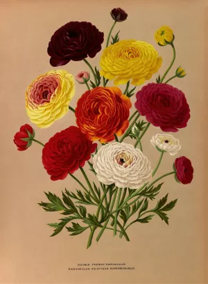 Double French Ranunculus by Arentina Hendrica Arendsen Oil Painting