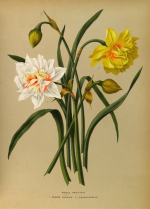 Double Narcissus 1.Orange Phoenix. 2. Incomparabilis by Arentina Hendrica Arendsen Oil Painting