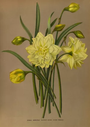 Double Narcissus Sulphur Kroon Oil painting by Arentina Hendrica Arendsen