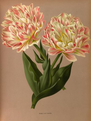 Double Tulip Raphael. by Arentina Hendrica Arendsen Oil Painting