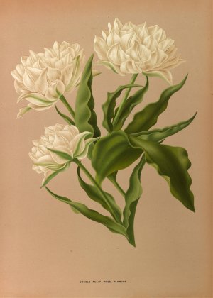 Double Tulip. Rose Blanche by Arentina Hendrica Arendsen Oil Painting