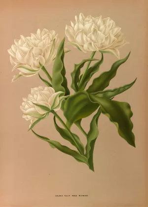 Double Tulip. Rose Blanche by Arentina Hendrica Arendsen Oil Painting