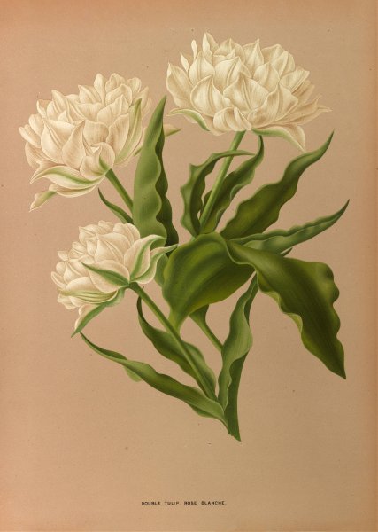 Main Product Photo of Double Tulip. Rose Blanche Painting by Arentina Hendrica Arendsen