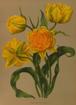 Double Tulip Yellow Rose by Arentina Hendrica Arendsen Oil Painting