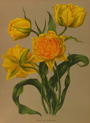 Double Tulip Yellow Rose by Arentina Hendrica Arendsen Oil Painting