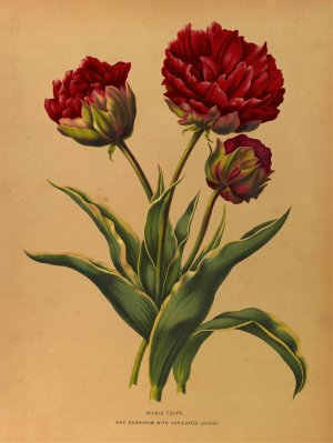 Double Tulipe. Rex Rubrorum With Variecated Leaves by Arentina Hendrica Arendsen Oil Painting