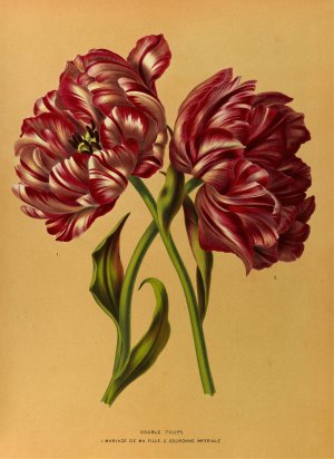 Double Tulips 1.Mariage De Ma Fl Lle. 2.Couronne Imperiale by Arentina Hendrica Arendsen Oil Painting