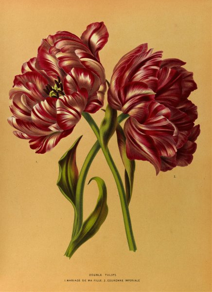Double Tulips 1.Mariage De Ma Fl Lle. 2.Couronne Imperiale  by Arentina Hendrica Arendsen - Hand-Painted Oil Painting Reproduction