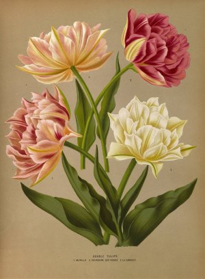 Double Tulips 1.Murillo 2.Couronne Des Roses 3.La Candeur by Arentina Hendrica Arendsen Oil Painting
