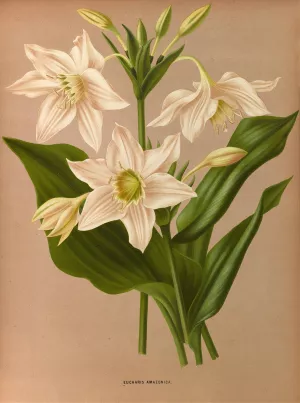 Eucharis Amazonica by Arentina Hendrica Arendsen Oil Painting