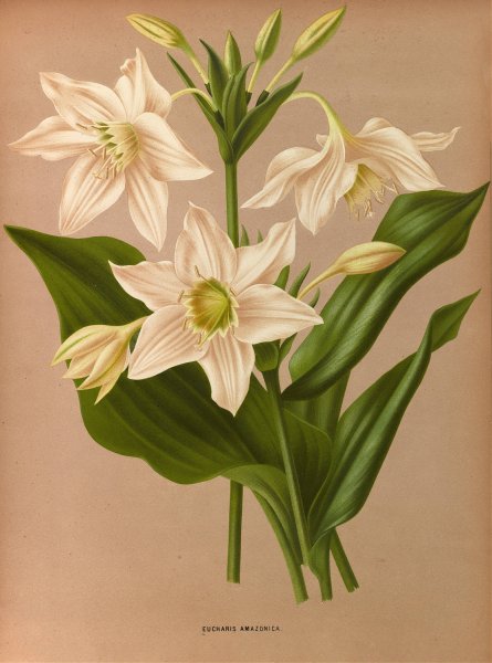 Eucharis Amazonica  by Arentina Hendrica Arendsen - Hand-Painted Oil Painting Reproduction
