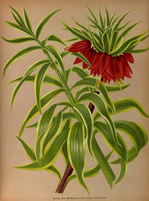 Fritillaria Imperialis Foliis Aureo Variegatis by Arentina Hendrica Arendsen Oil Painting
