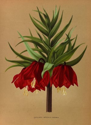 Fritillaria Imperialis Maximus by Arentina Hendrica Arendsen Oil Painting