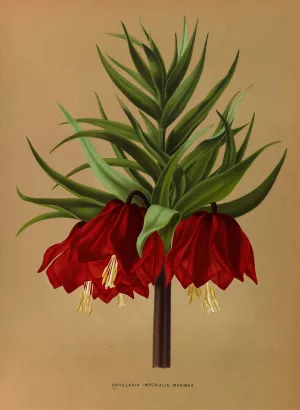 Fritillaria Imperialis Maximus by Arentina Hendrica Arendsen Oil Painting