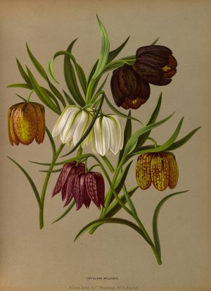 Fritillaria Meleagris by Arentina Hendrica Arendsen Oil Painting