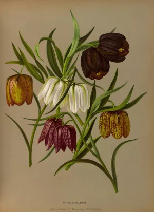 Fritillaria Meleagris by Arentina Hendrica Arendsen Oil Painting