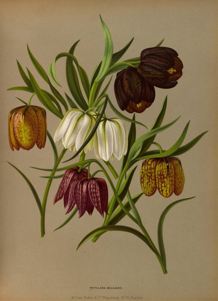 Fritillaria Meleagris  by Arentina Hendrica Arendsen - Hand-Painted Oil Painting Reproduction